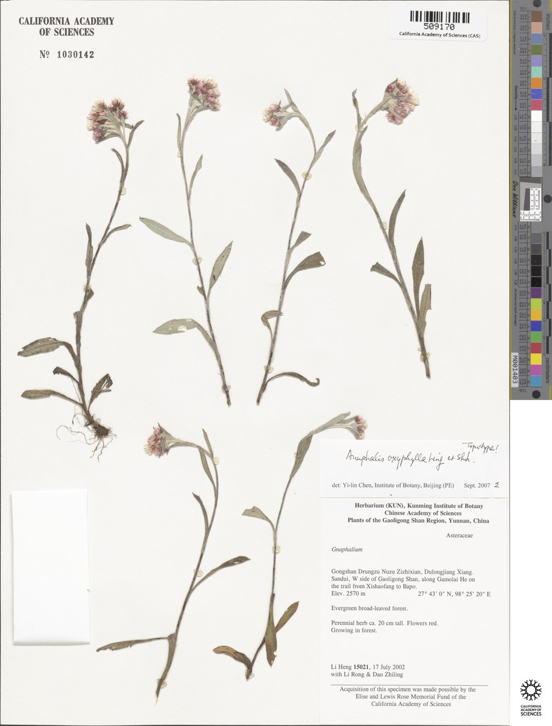 Anaphalis oxyphylla photo 4