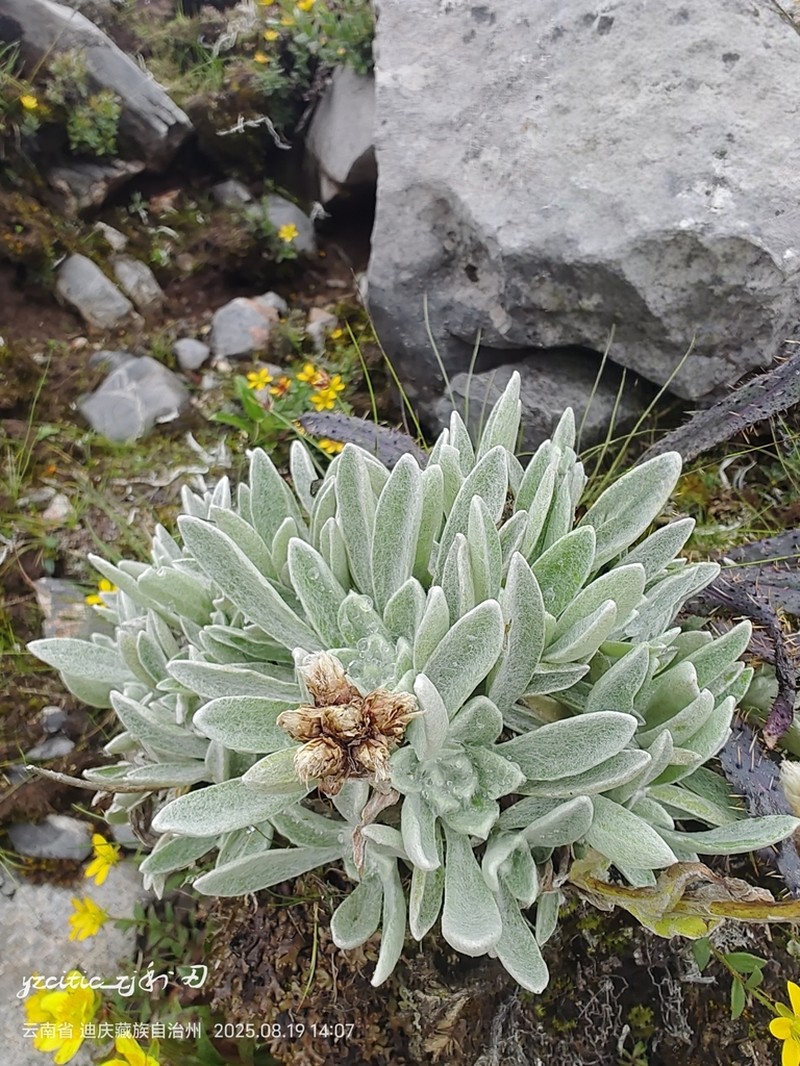 Anaphalis pannosa
