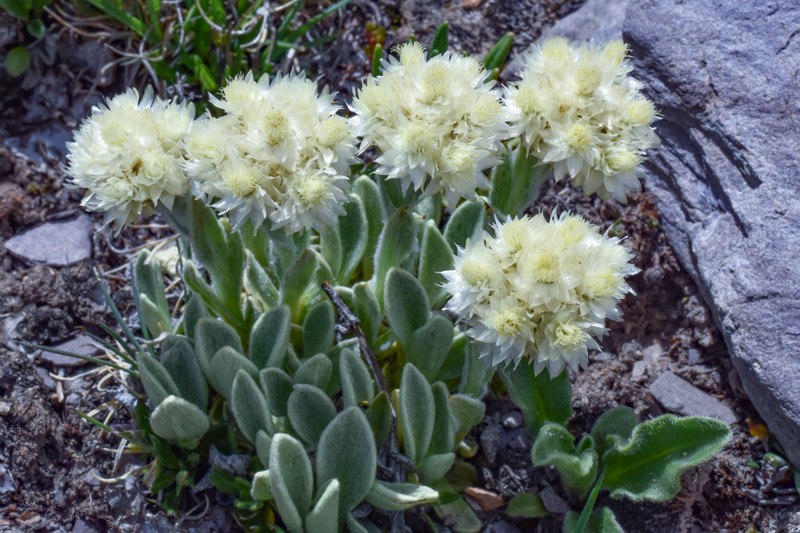 Anaphalis pannosa photo 2