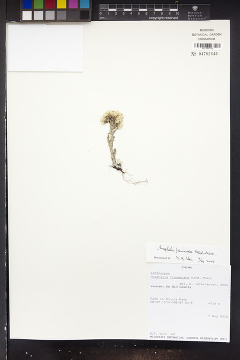 Anaphalis pannosa photo 5