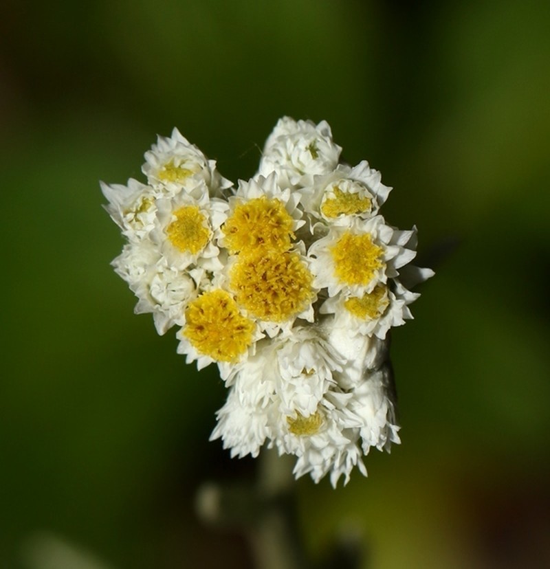 Anaphalis pelliculata