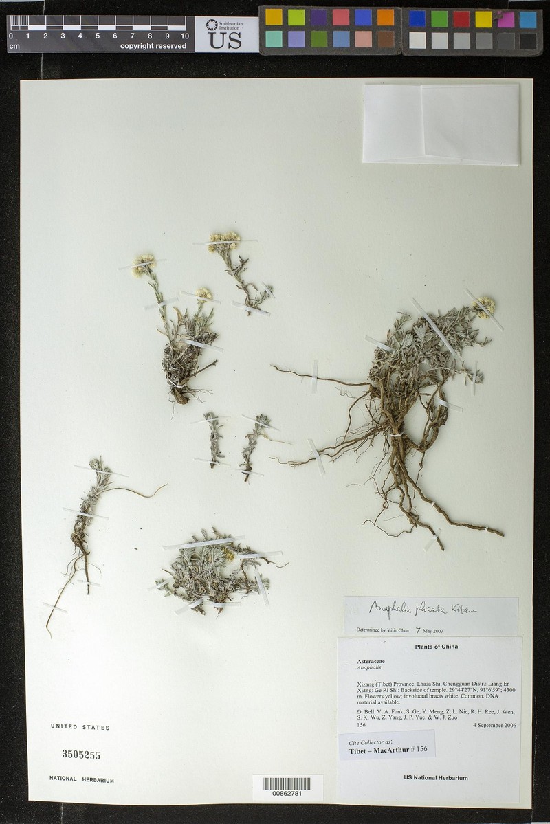 Anaphalis plicata