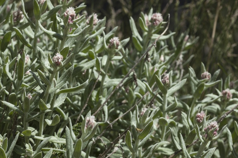 Anaphalis racemifera