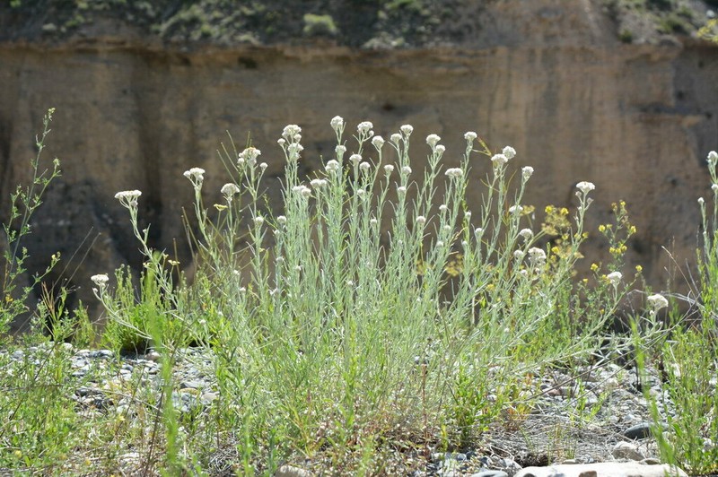 Anaphalis racemifera photo 2