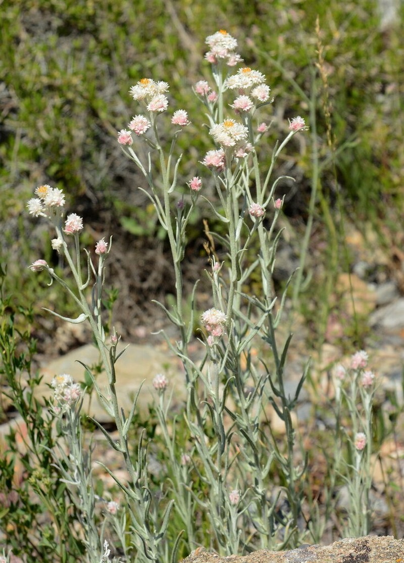 Anaphalis racemifera photo 3