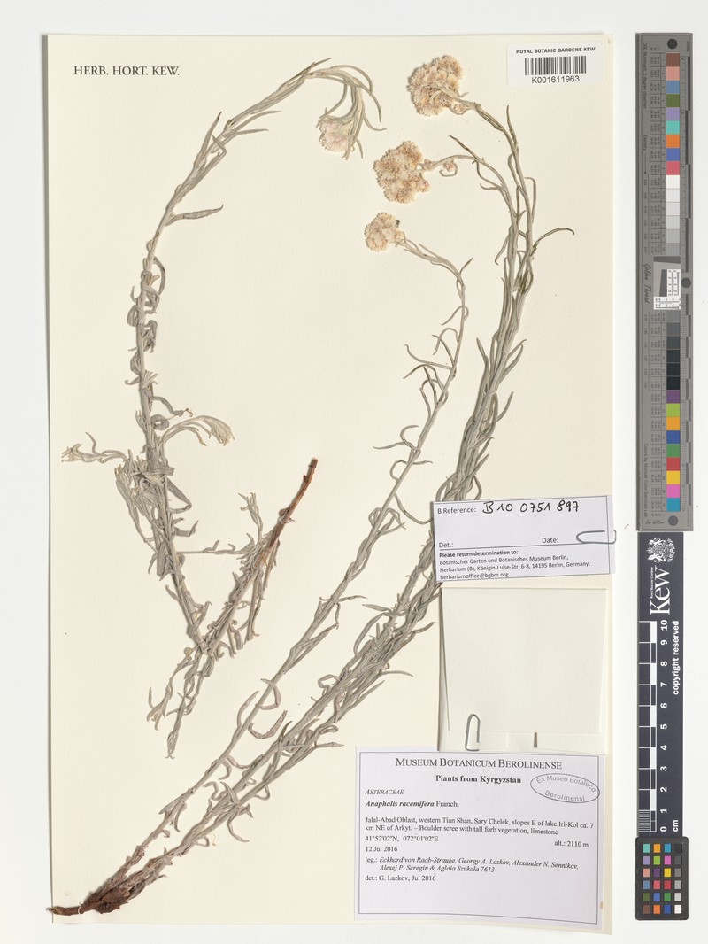 Anaphalis racemifera photo 4