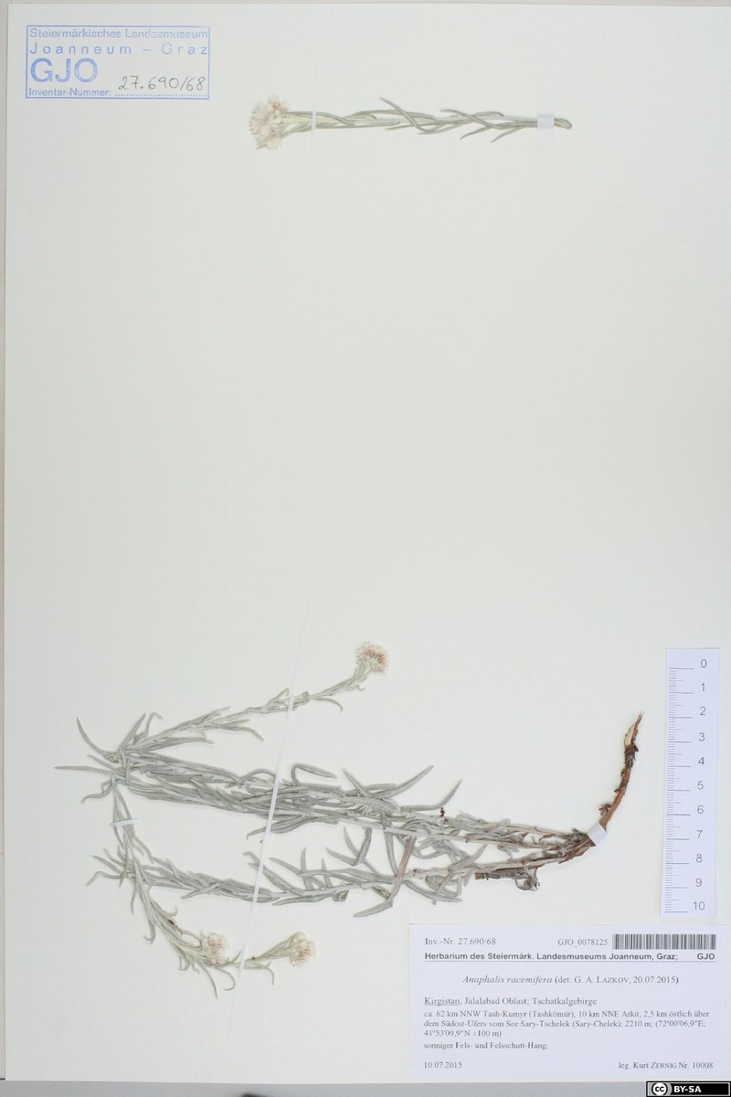 Anaphalis racemifera photo 5