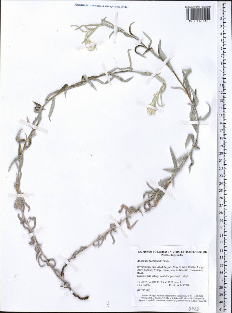Anaphalis racemifera photo 6