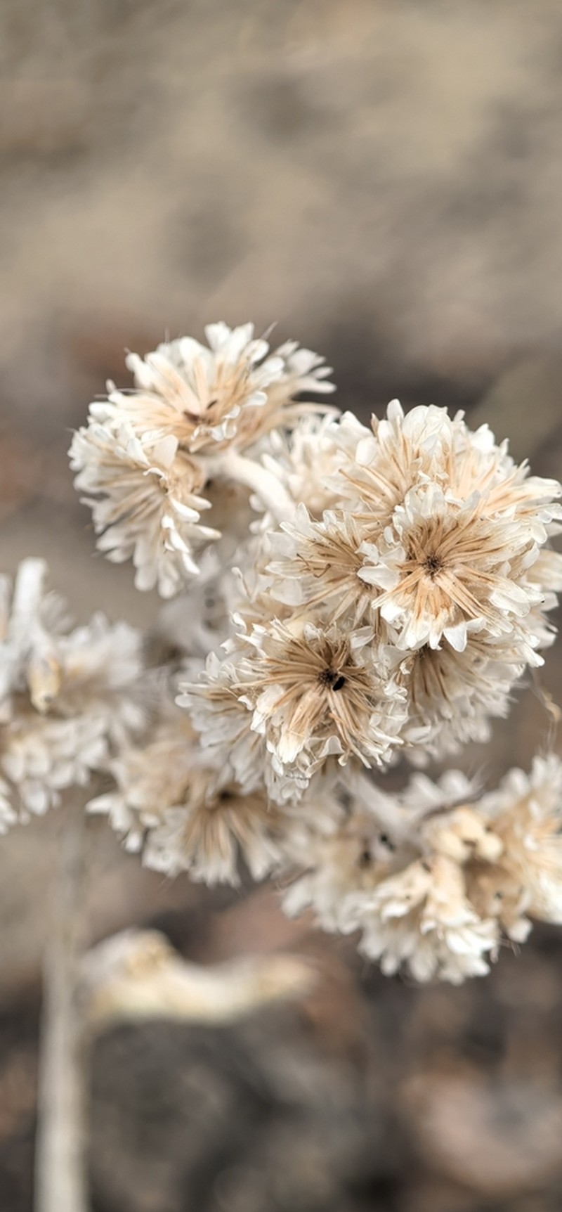 Anaphalis rhododactyla