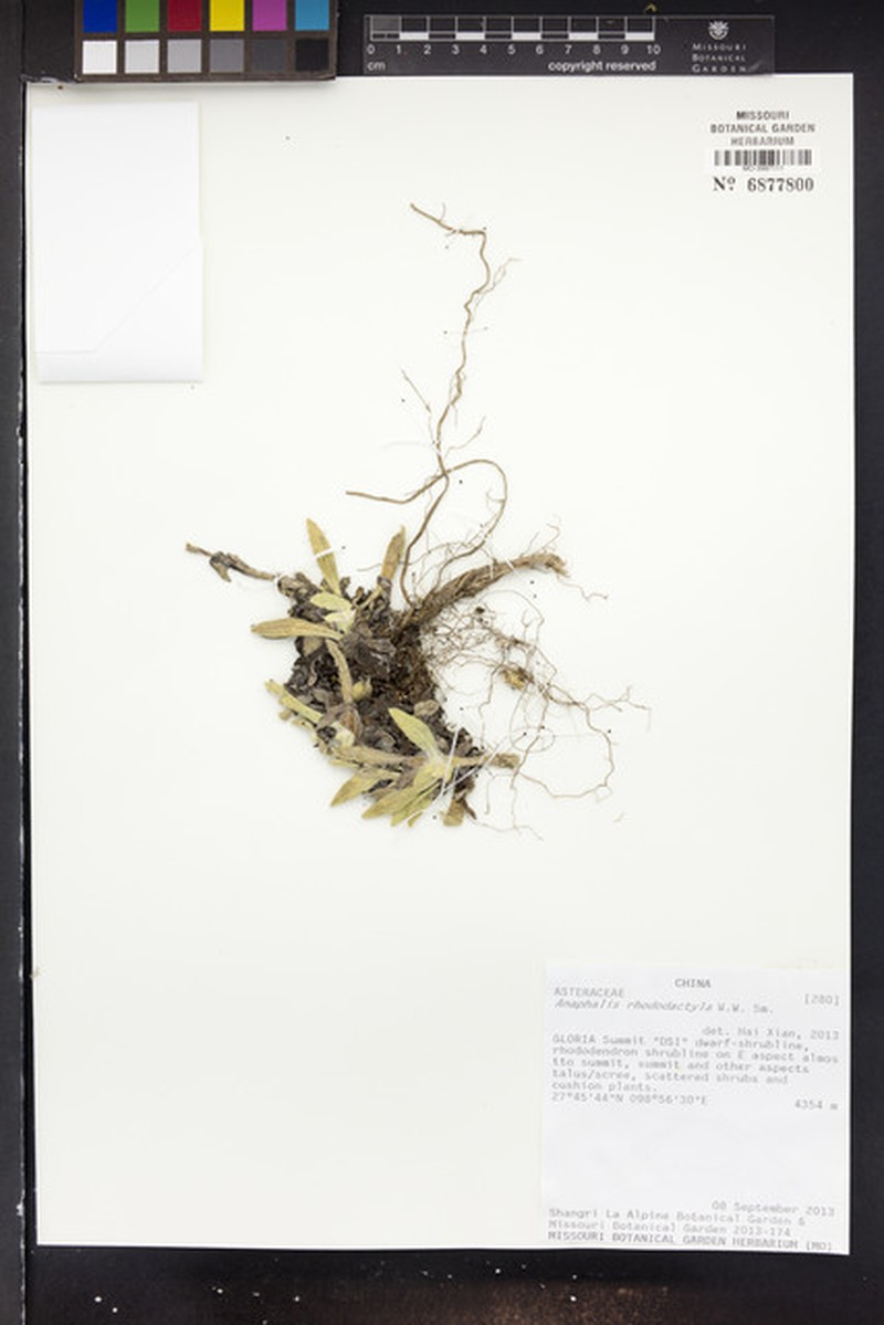 Anaphalis rhododactyla photo 3