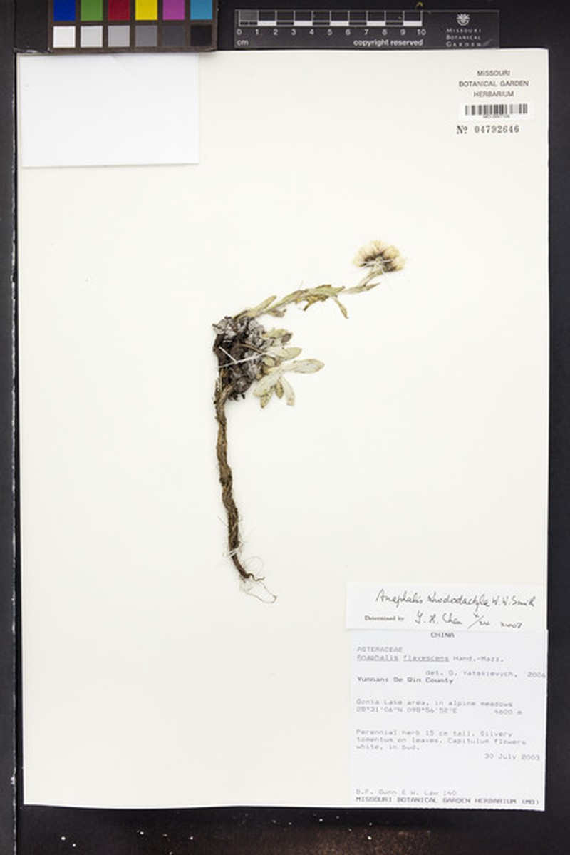Anaphalis rhododactyla photo 4