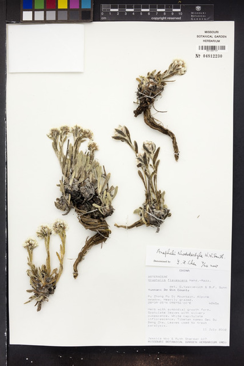Anaphalis rhododactyla photo 5