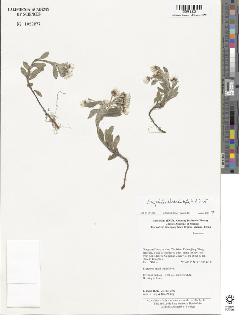 Anaphalis rhododactyla
