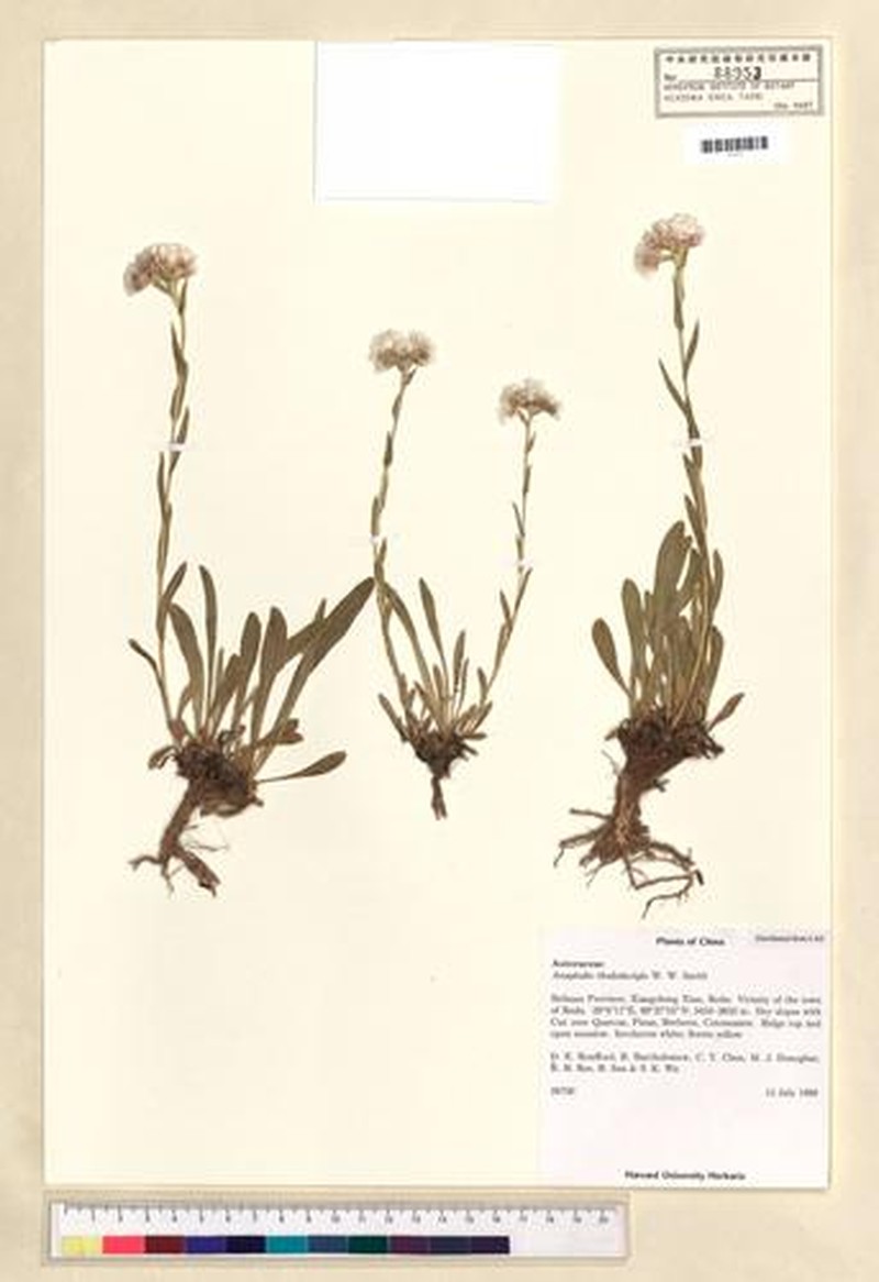 Anaphalis rhododactyla photo 2