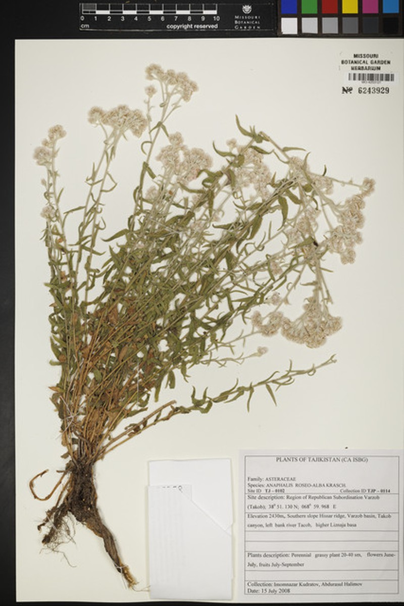 Anaphalis roseoalba