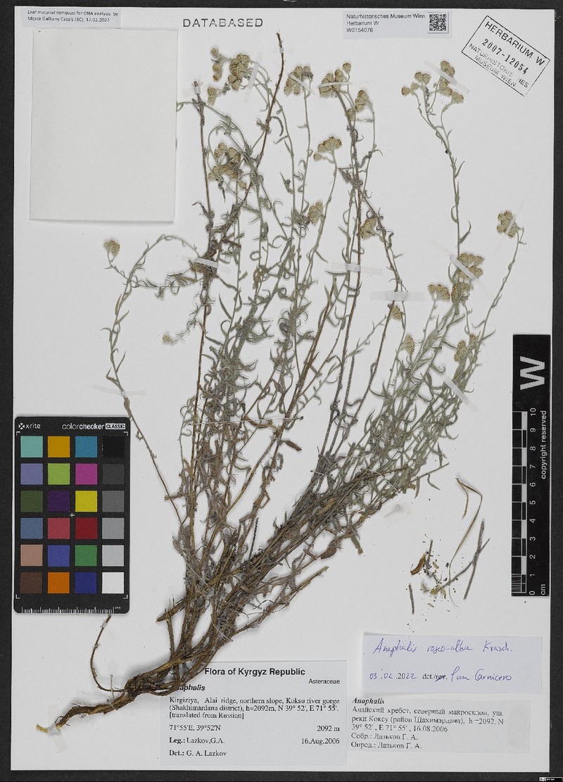 Anaphalis roseoalba photo 2