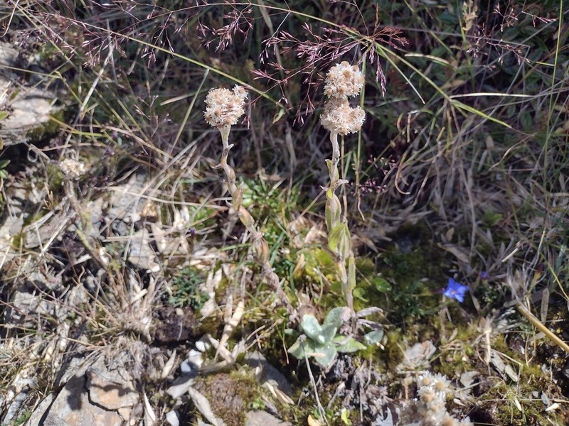 Anaphalis royleana