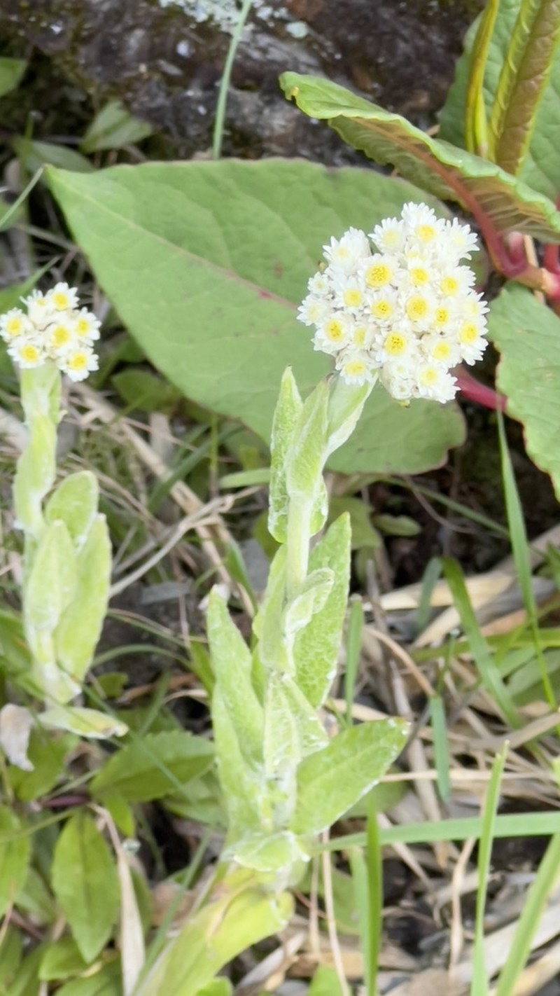 Anaphalis royleana photo 2