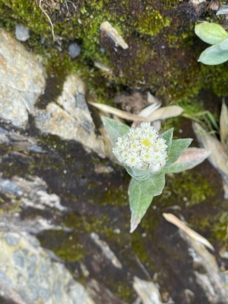 Anaphalis royleana photo 3