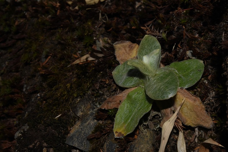 Anaphalis royleana photo 4