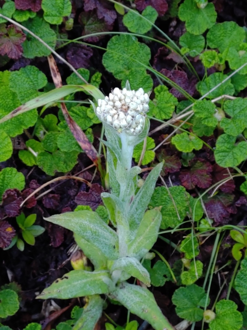 Anaphalis royleana photo 5