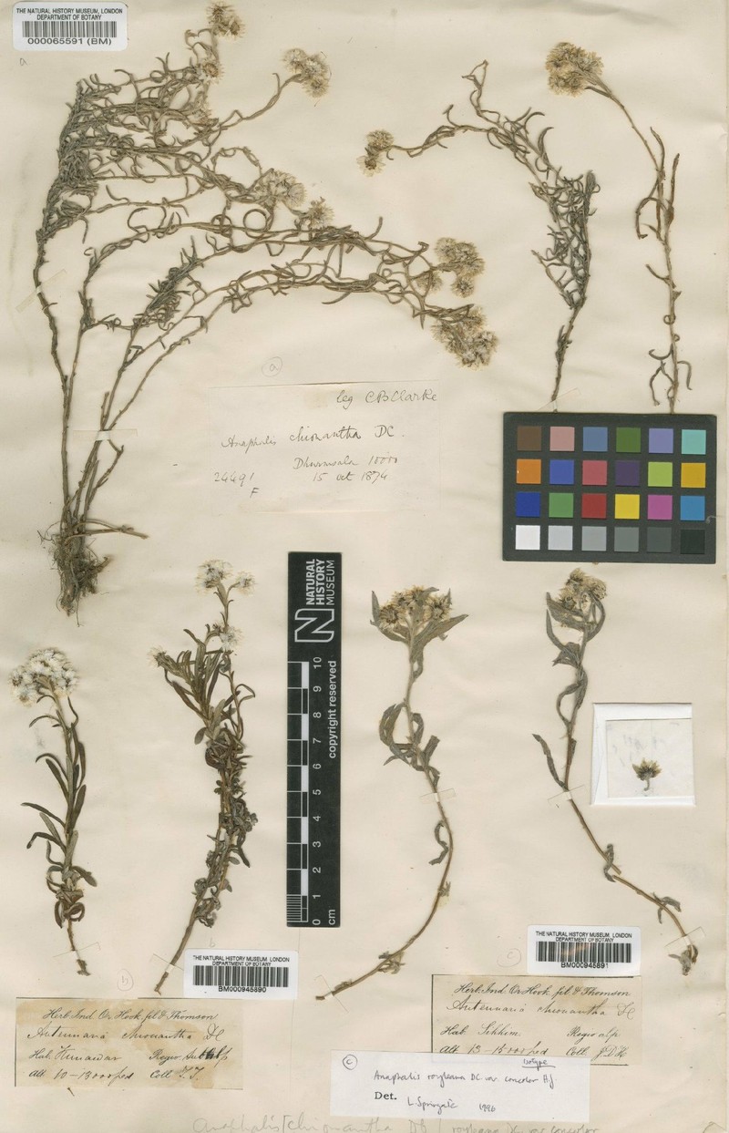 Anaphalis royleana var. concolor photo 2