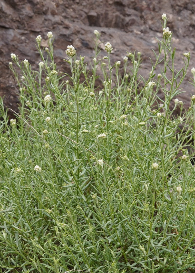 Anaphalis sarawschanica photo 3