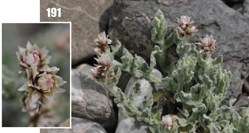 Anaphalis sarawschanica