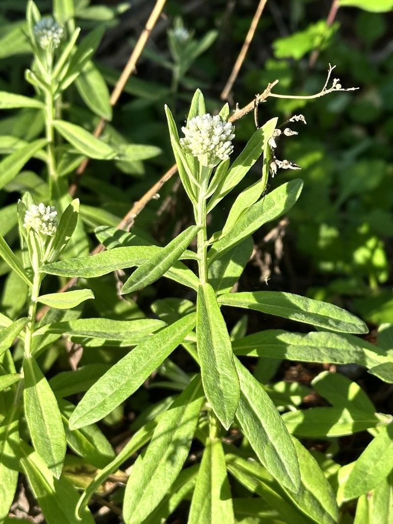 Anaphalis sinica