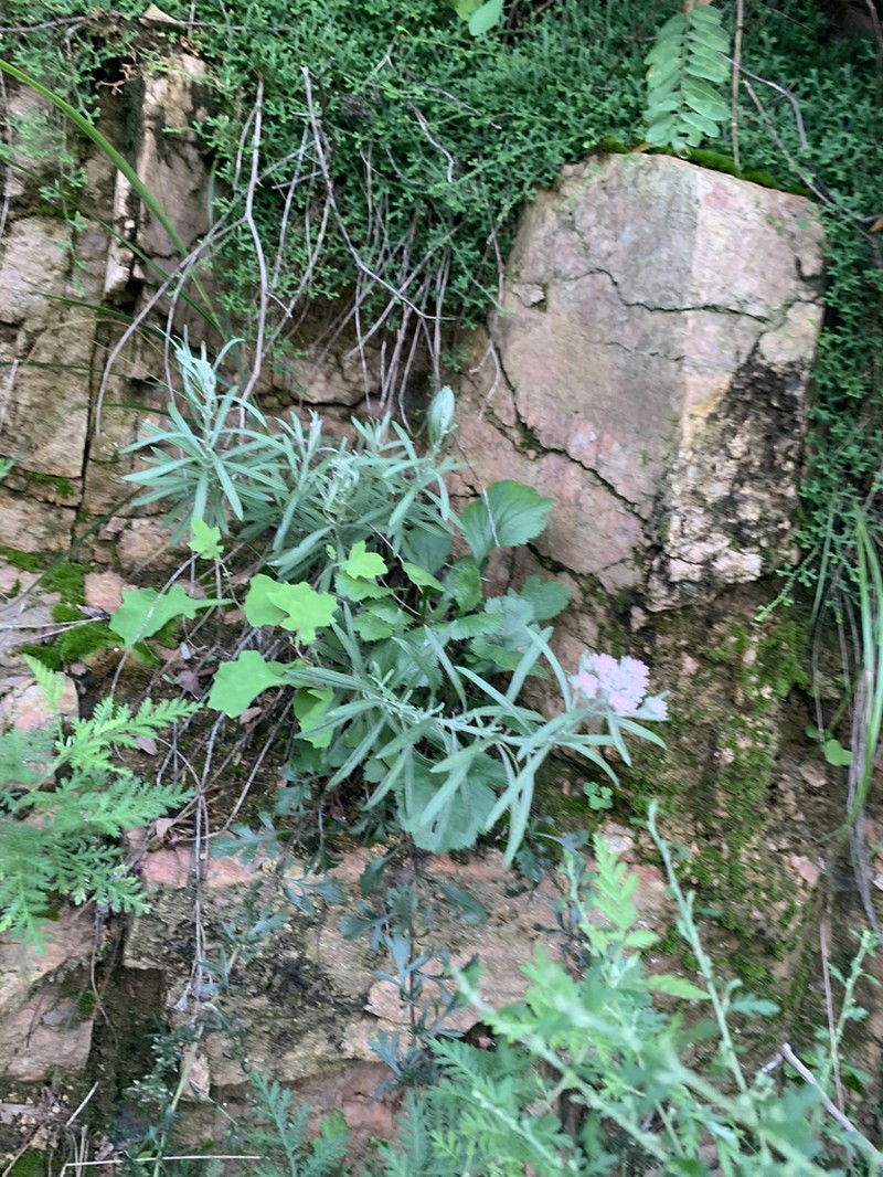 Anaphalis sinica photo 3