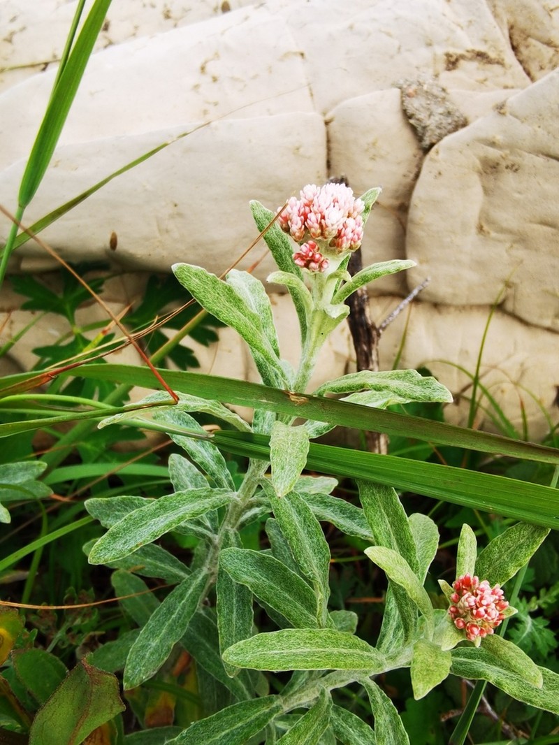 Anaphalis sinica photo 6
