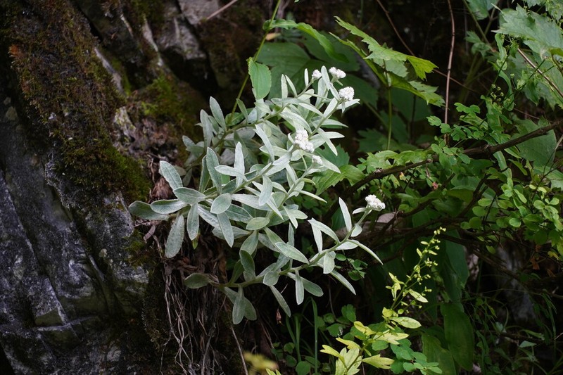 Anaphalis sinica photo 7
