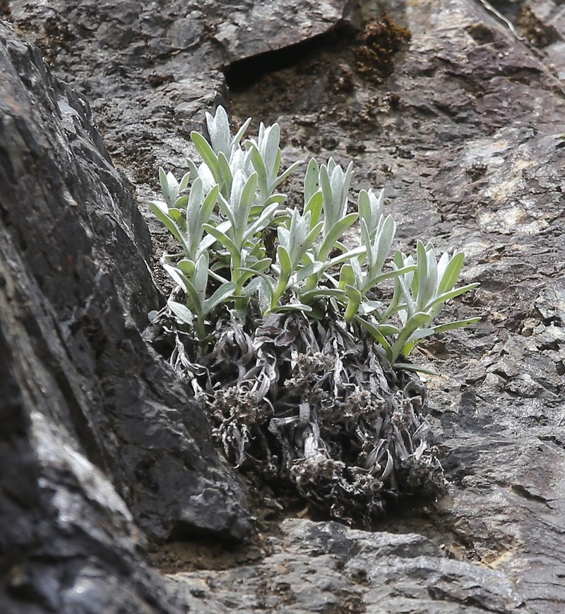 Anaphalis sinica var. pernivea photo 2