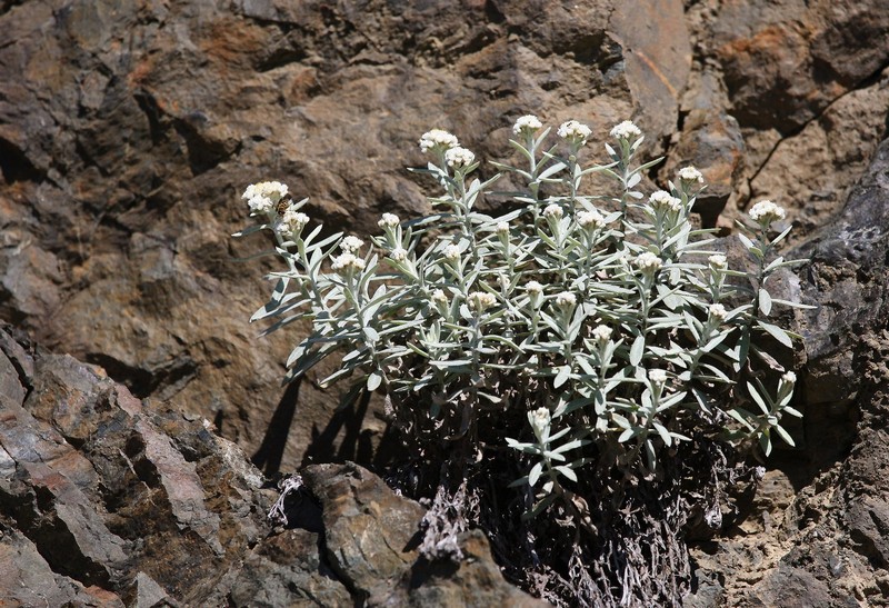 Anaphalis sinica var. pernivea photo 3