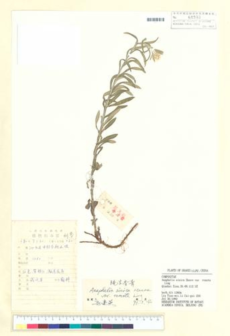 Anaphalis sinica var. remota