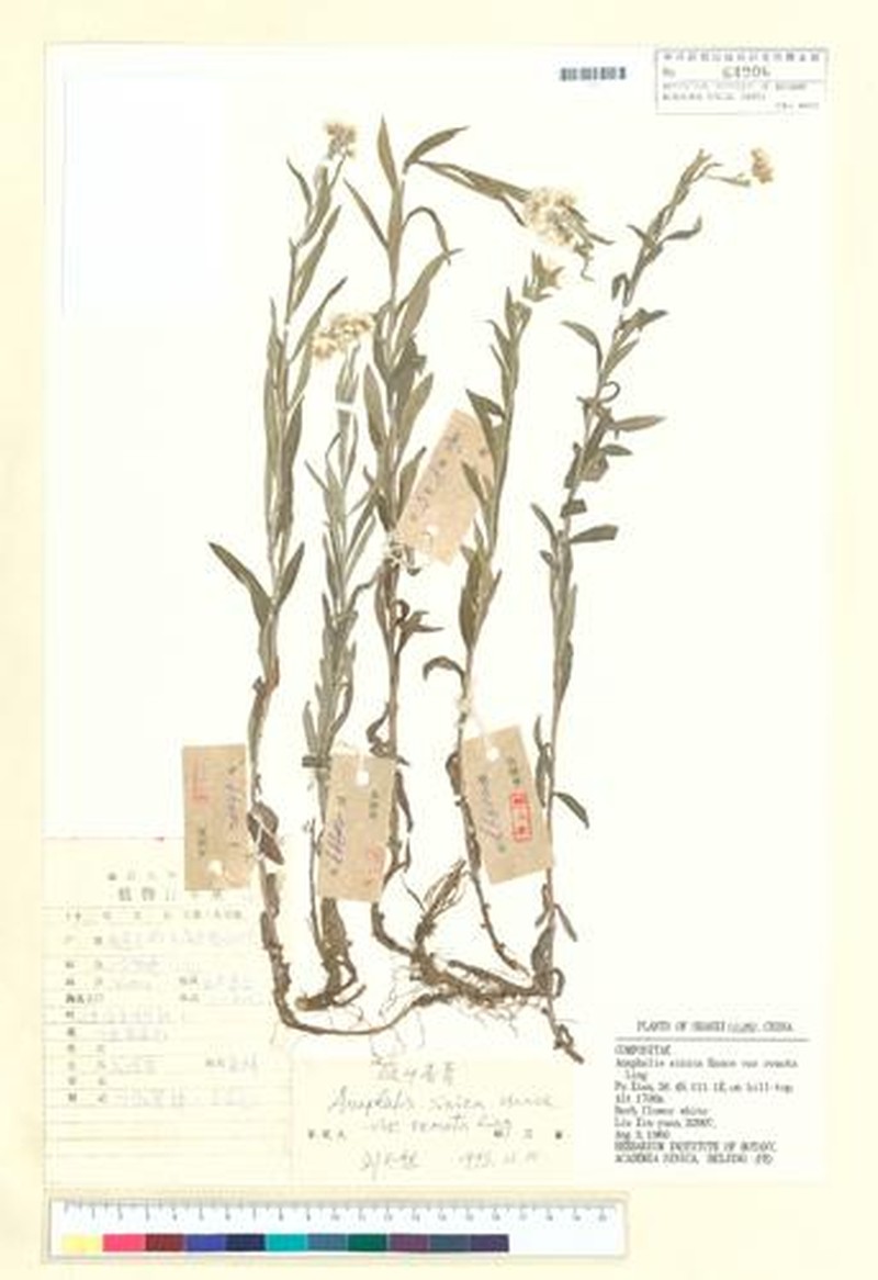 Anaphalis sinica var. remota photo 2
