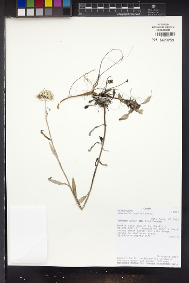 Anaphalis souliei
