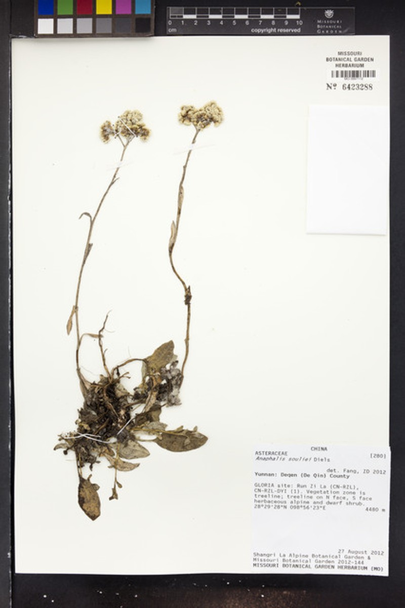 Anaphalis souliei photo 2
