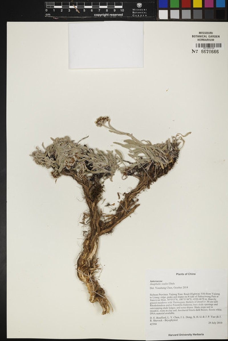 Anaphalis souliei photo 3