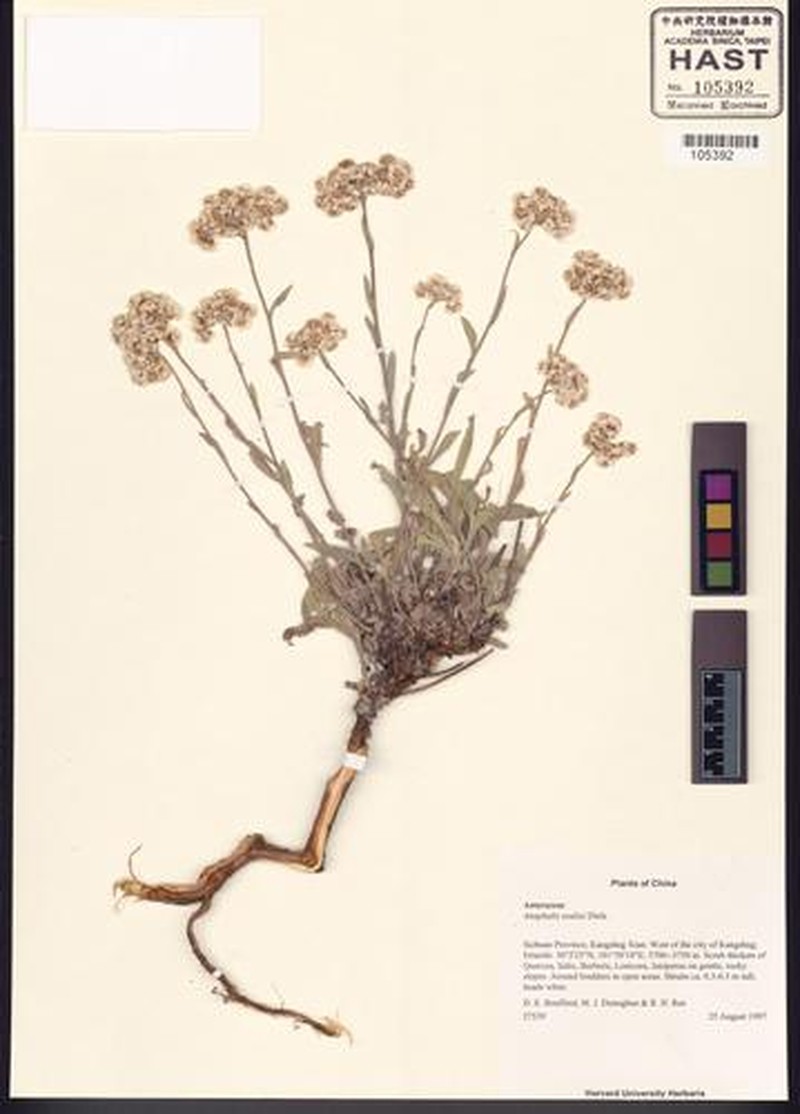 Anaphalis souliei
