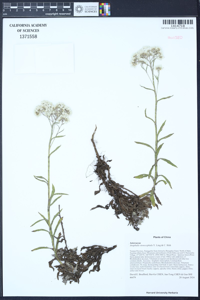 Anaphalis stenocephala