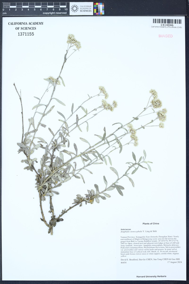 Anaphalis stenocephala photo 2