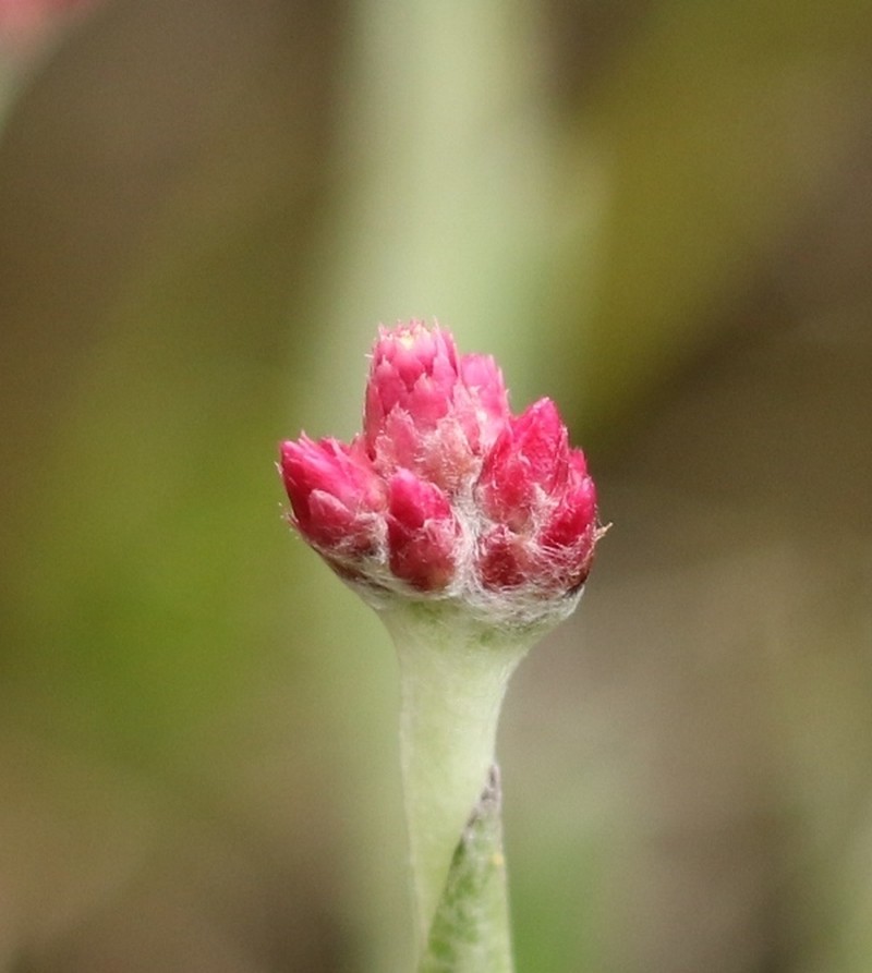 Anaphalis subdecurrens