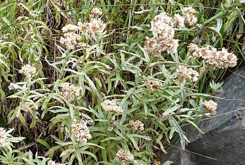 Anaphalis subumbellata