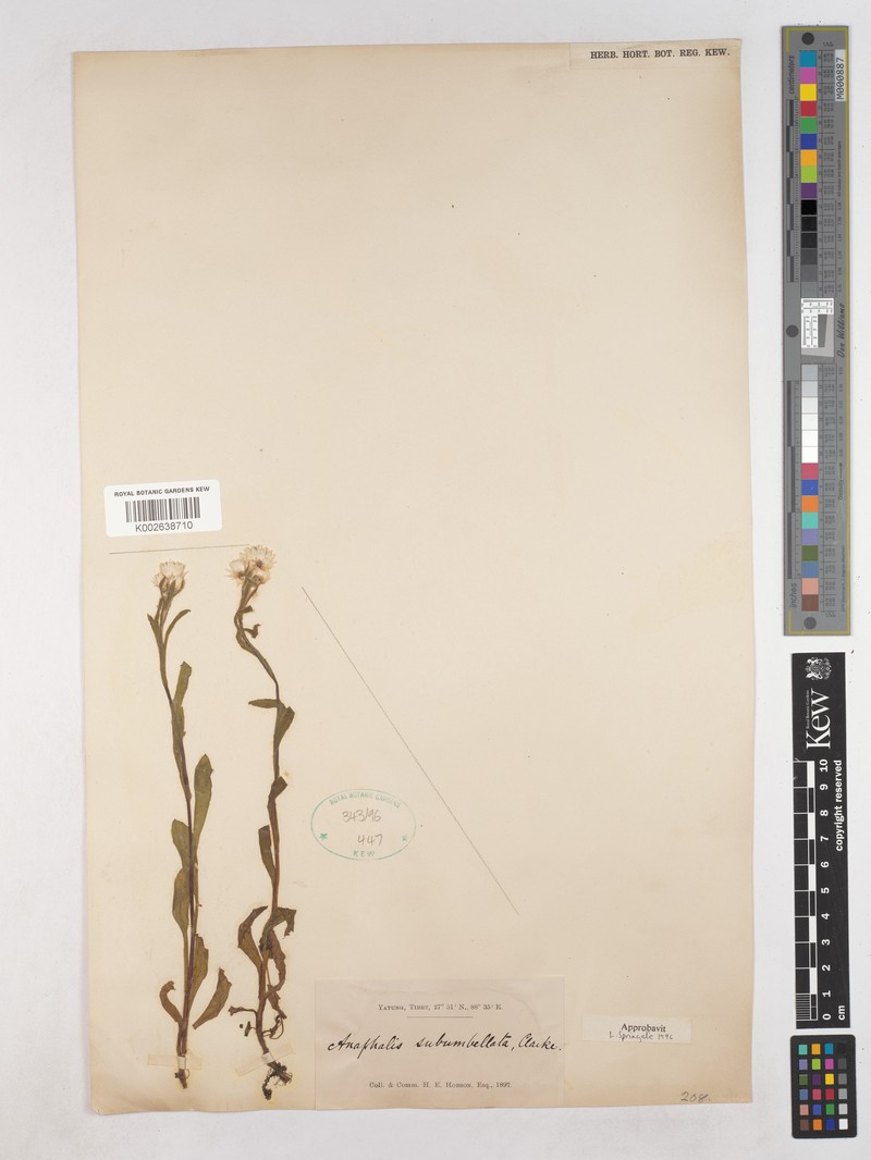 Anaphalis subumbellata photo 2