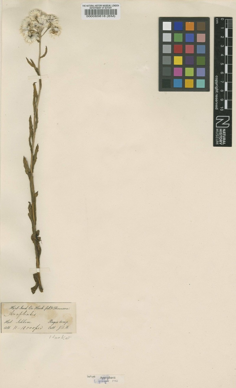 Anaphalis subumbellata photo 3