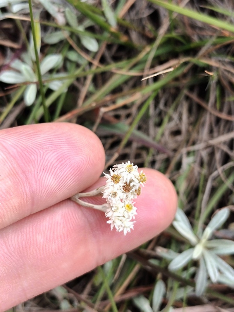 Anaphalis sulphurea