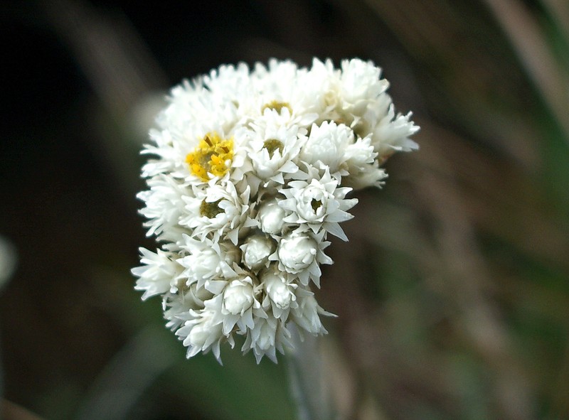 Anaphalis sulphurea photo 2
