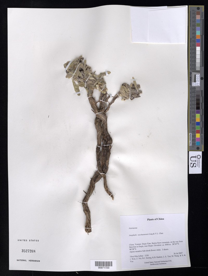 Anaphalis szechuanensis