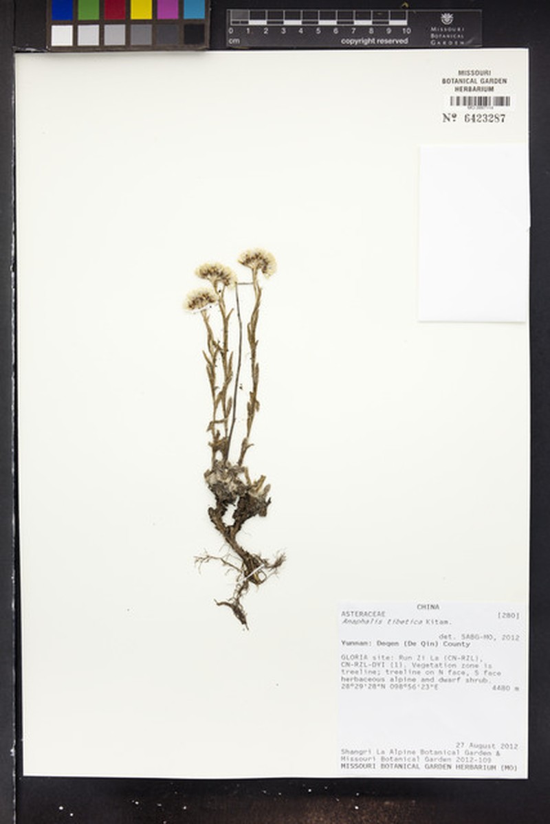 Anaphalis tibetica
